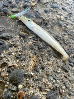 カマスの釣果
