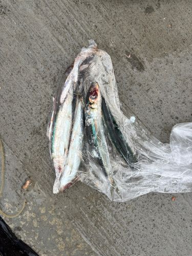 ウルメイワシの釣果