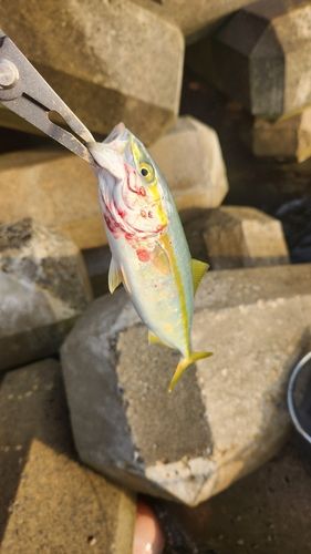 フクラギの釣果
