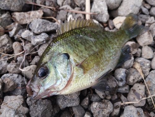 ブルーギルの釣果