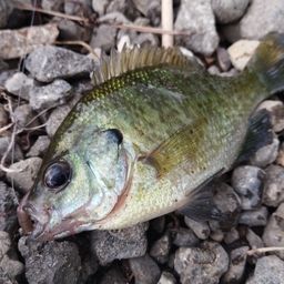 ブルーギル