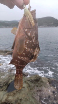キジハタの釣果