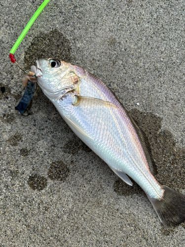 イシモチの釣果