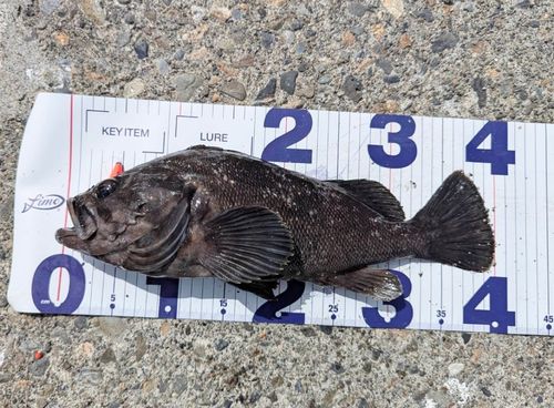 クロソイの釣果