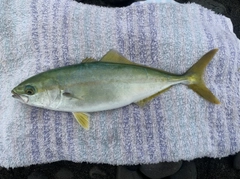 ワカシの釣果