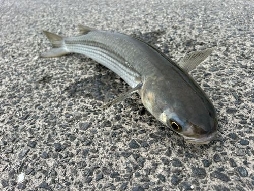ボラの釣果