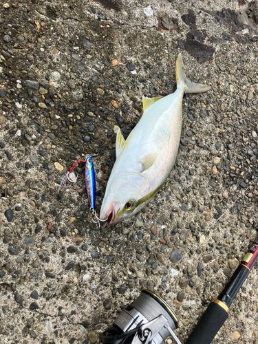 ショゴの釣果