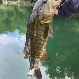 スモールマウスバス