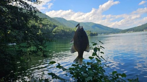 ブルーギルの釣果