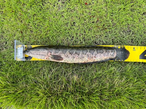 ライギョの釣果