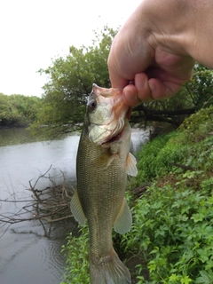 ラージマウスバスの釣果
