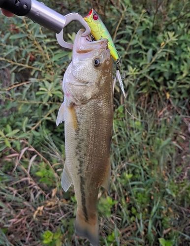 ラージマウスバスの釣果