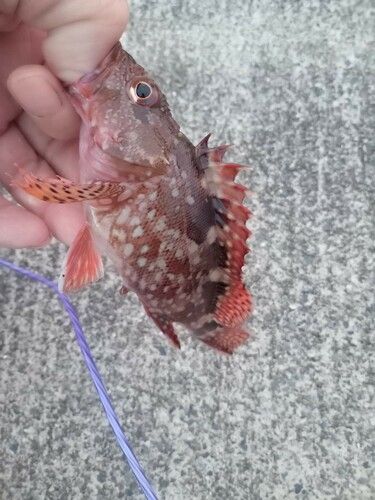 カサゴの釣果