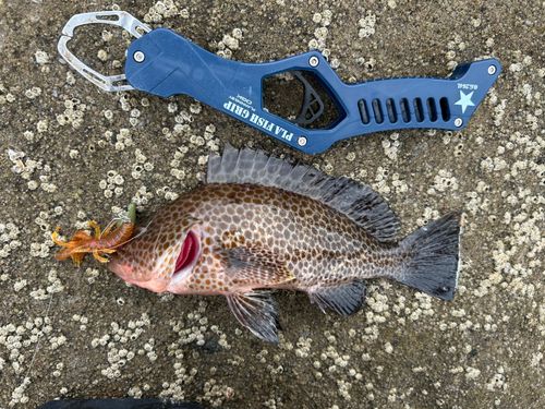 オオモンハタの釣果