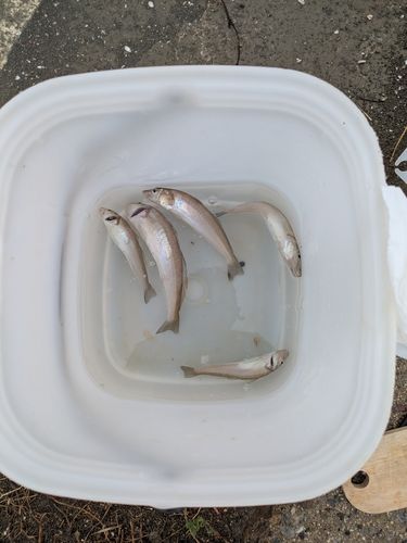キスの釣果