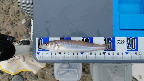 キスの釣果