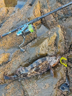 アイナメの釣果