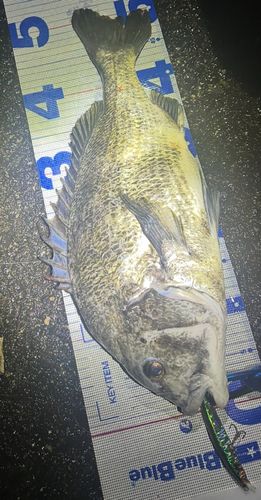 チヌの釣果