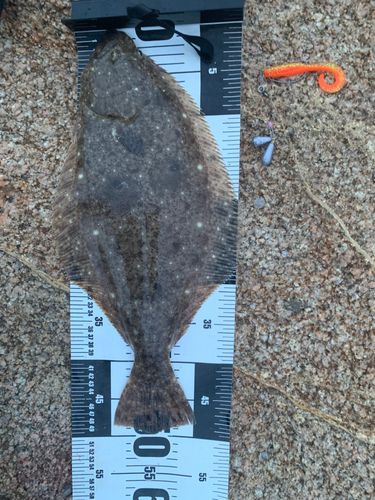 ヒラメの釣果