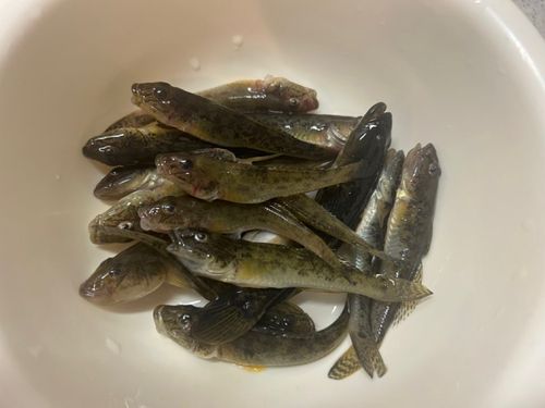 マハゼの釣果
