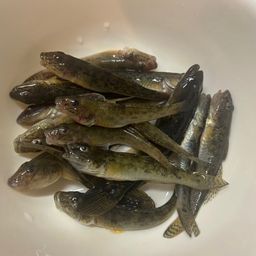 マハゼ