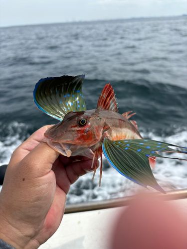 ホウボウの釣果