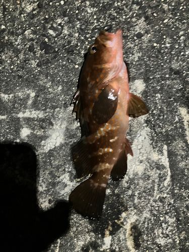 キジハタの釣果