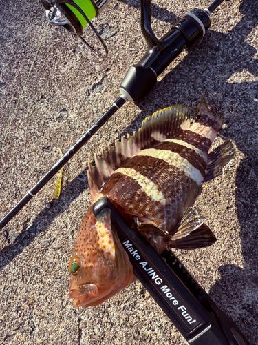 アオハタの釣果