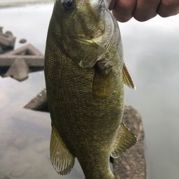 スモールマウスバス