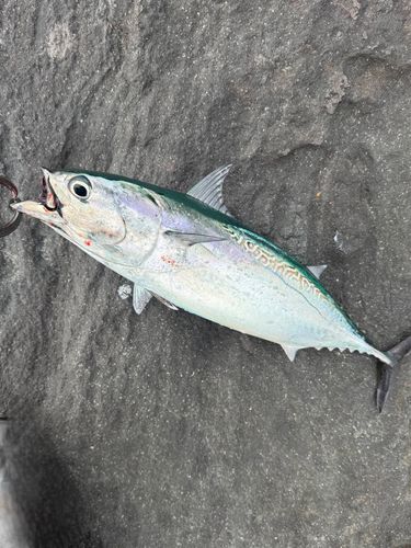 ヒラソウダ