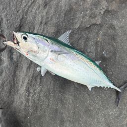 ヒラソウダ