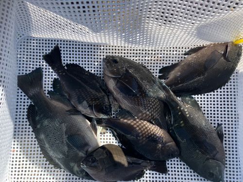 メジナの釣果