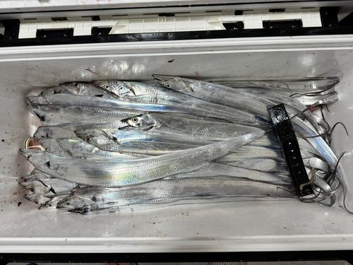 タチウオの釣果