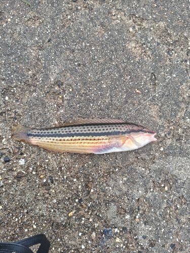 カワハギの釣果