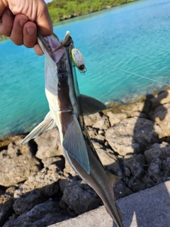 コバンザメの釣果
