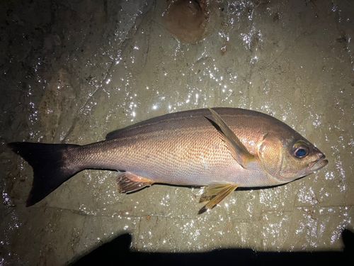 イサキの釣果