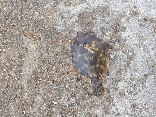 カワハギの釣果