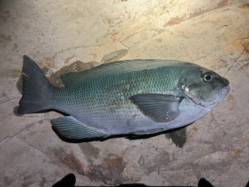 メジナの釣果