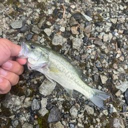 ラージマウスバス