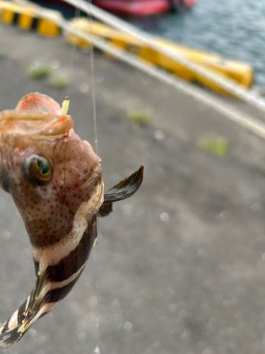 アオハタの釣果
