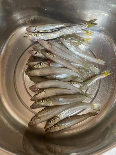 シロギスの釣果