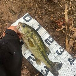 ラージマウスバス