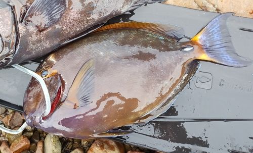 ニセカンランハギの釣果