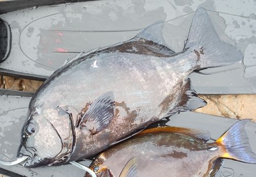 イシダイの釣果