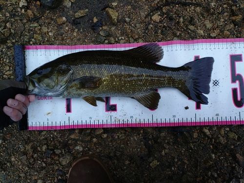 スモールマウスバスの釣果
