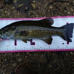 スモールマウスバス