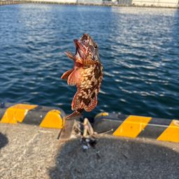 カサゴ
