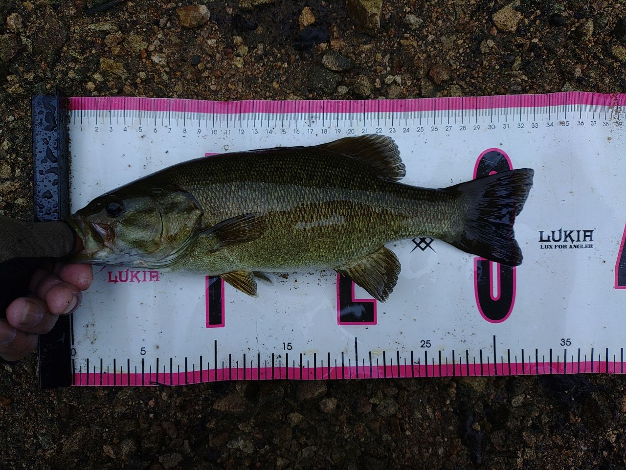 スモールマウスバス