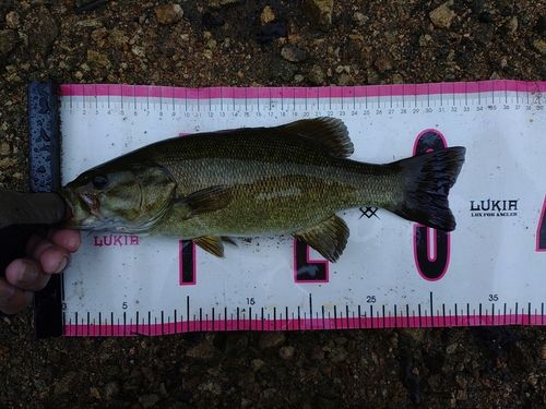 スモールマウスバスの釣果