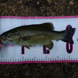 スモールマウスバス